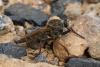 Machimus chrysitis